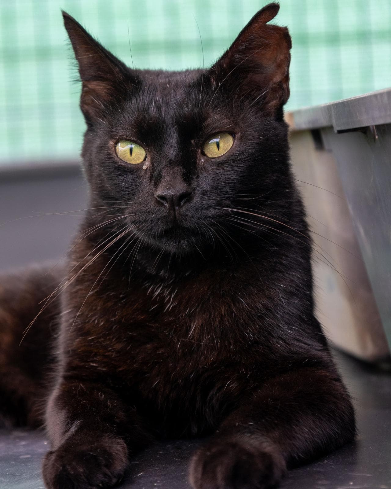 Blacky