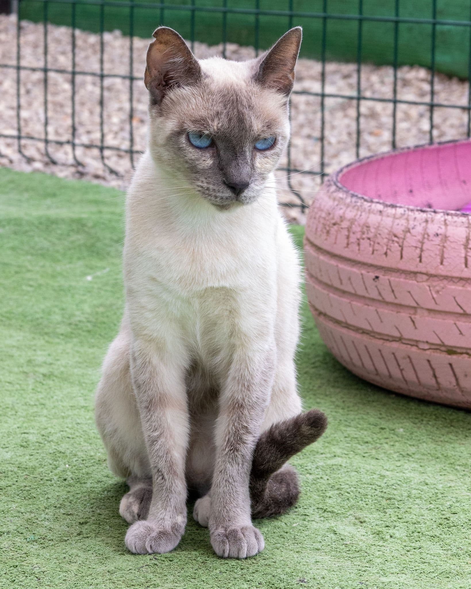 Choupette