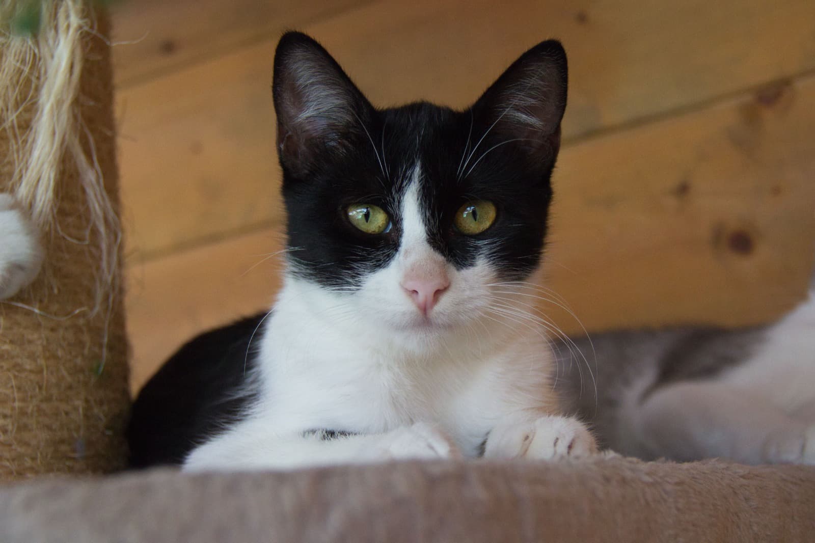 Gina