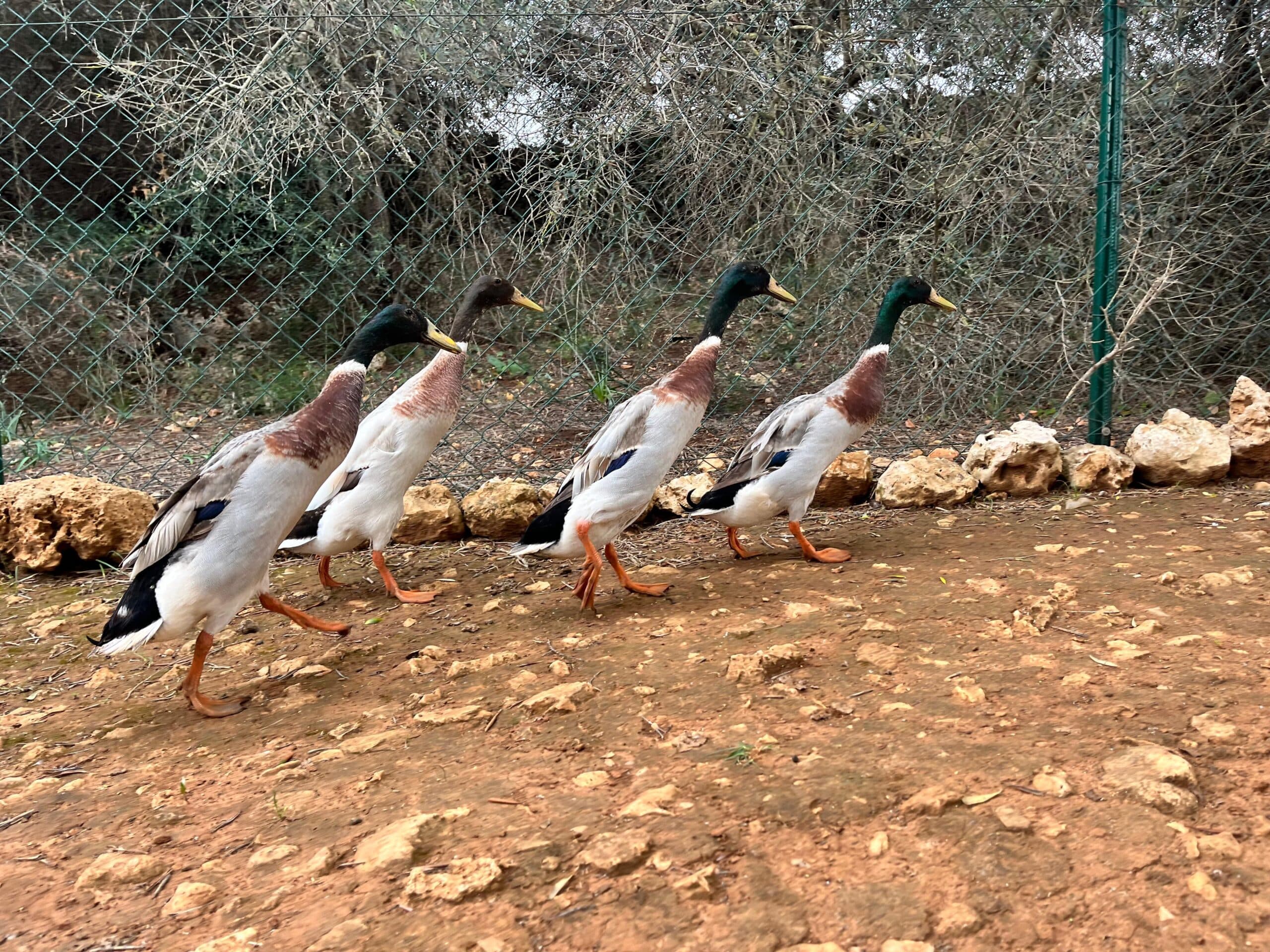 Peppo, Pippo, Peppino & Peppito
