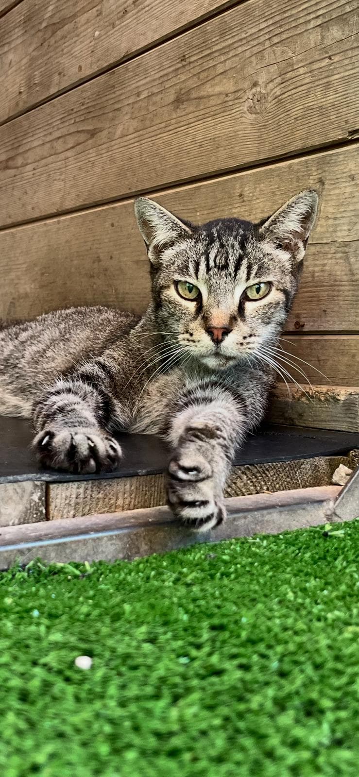 Tigrou