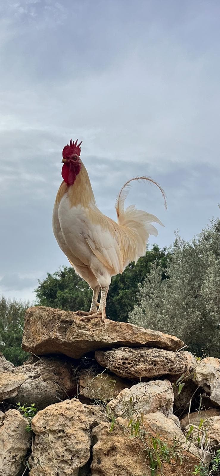 Toni