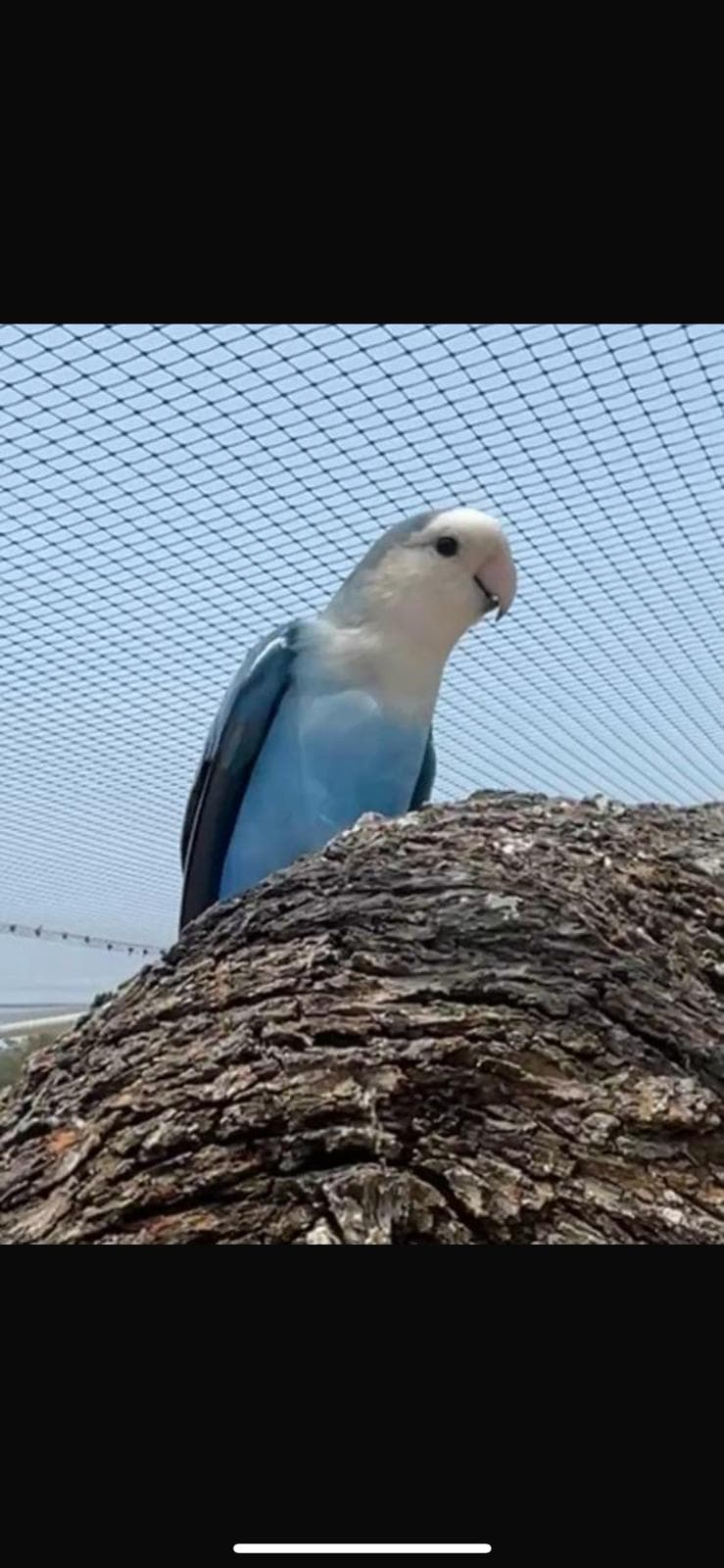 Blueberry