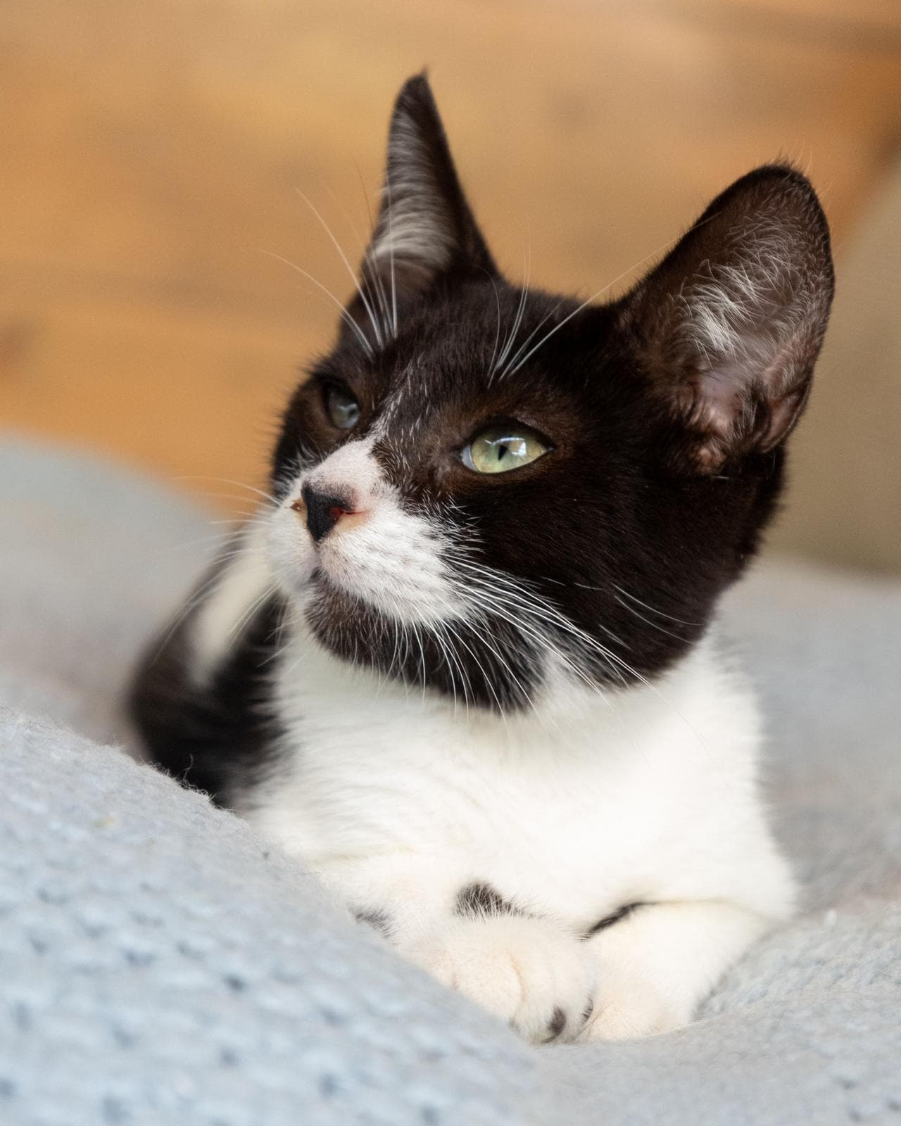 Felix