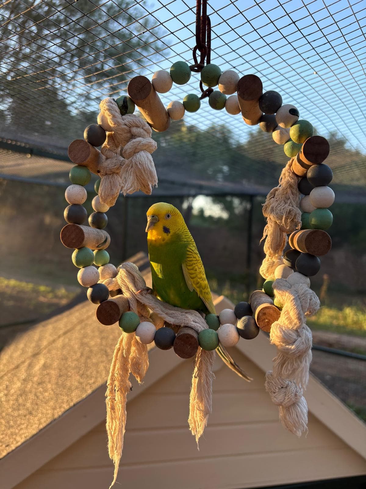Gino