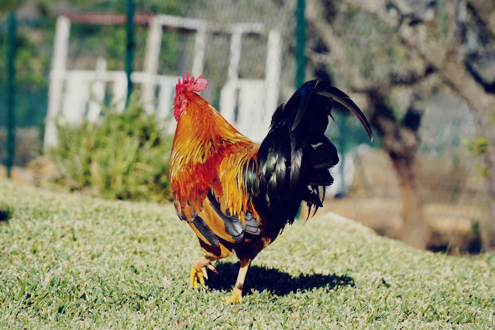 Huhn 7
