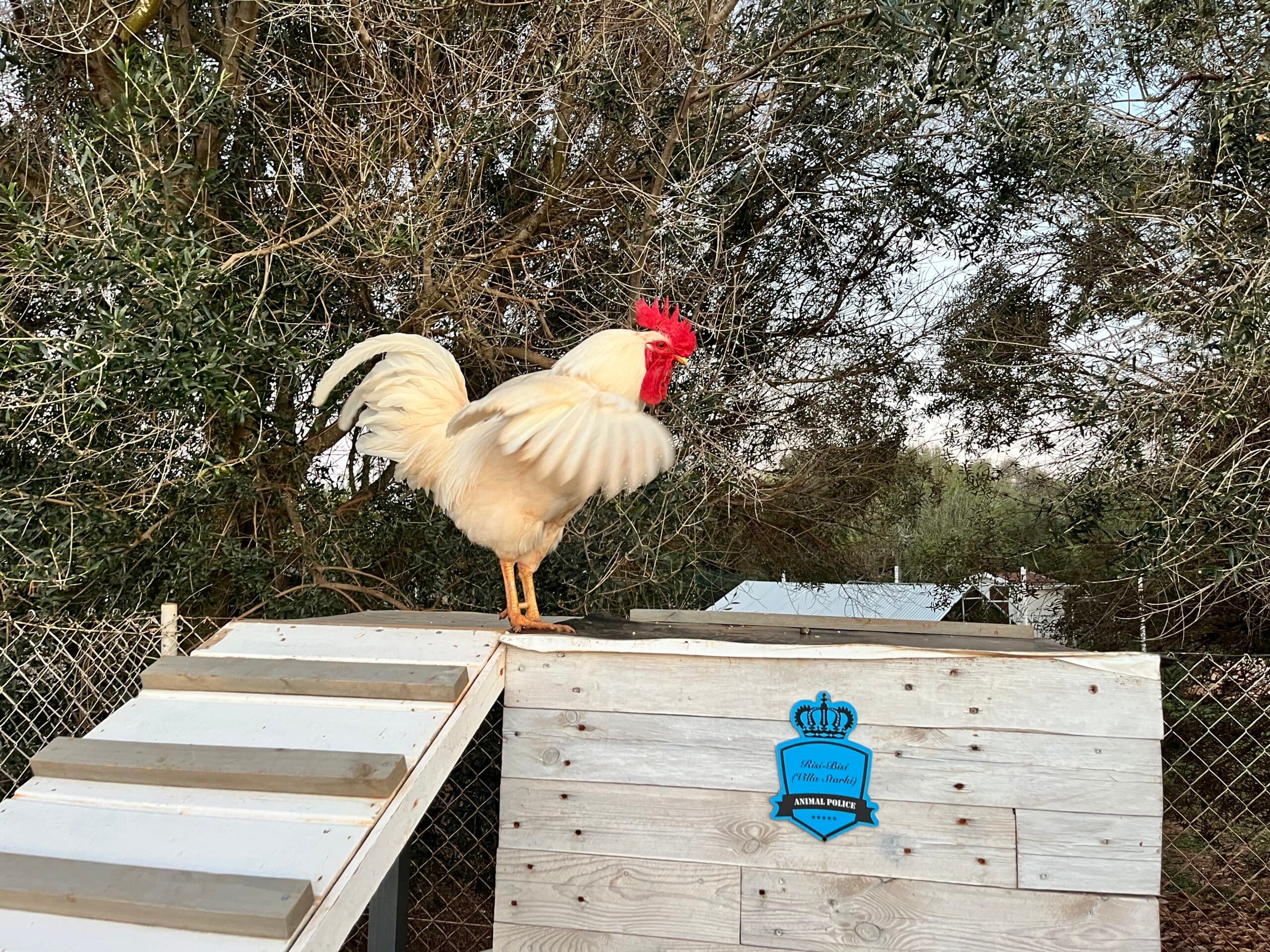 Huhn 8