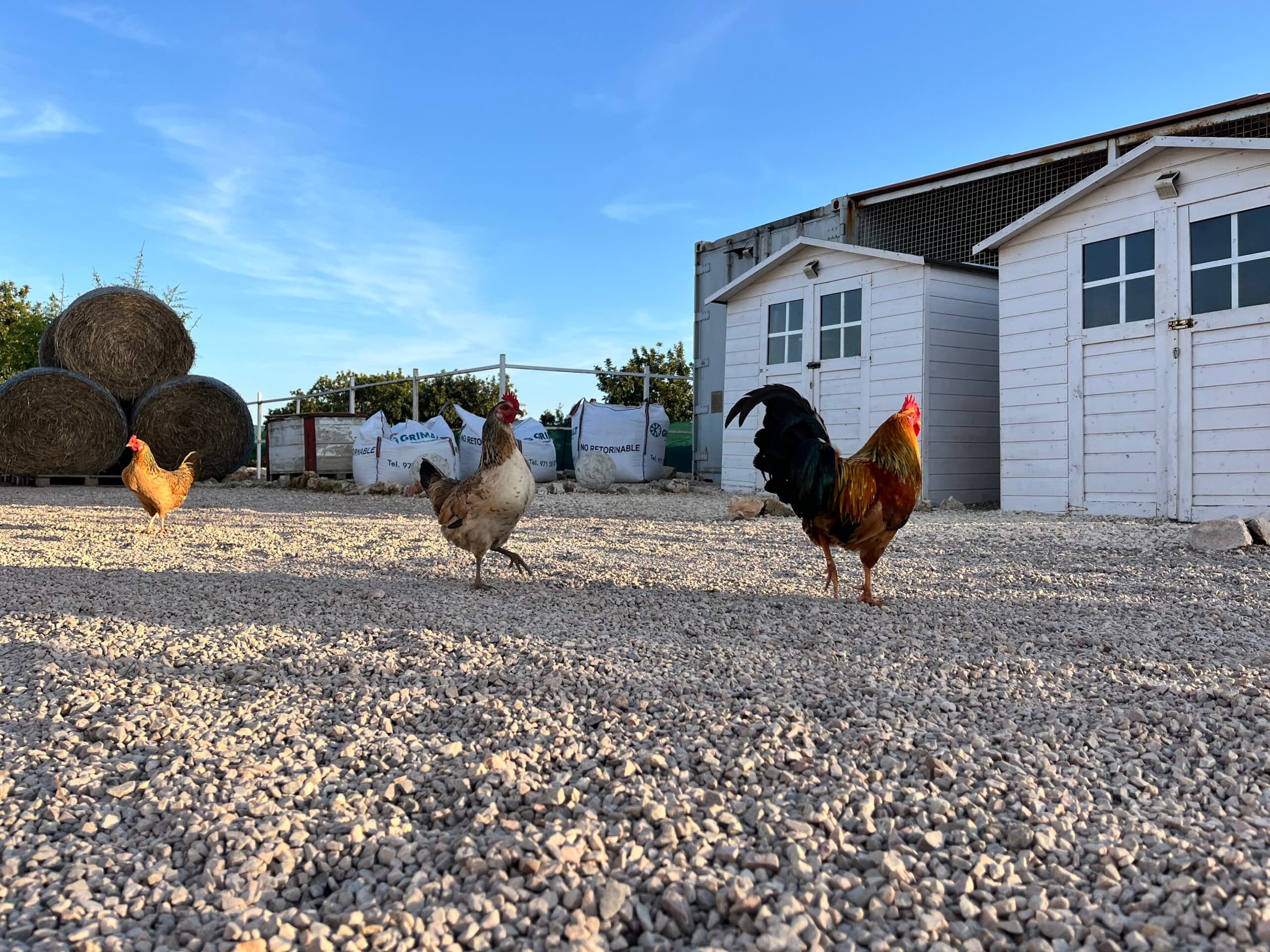 Huhn 9