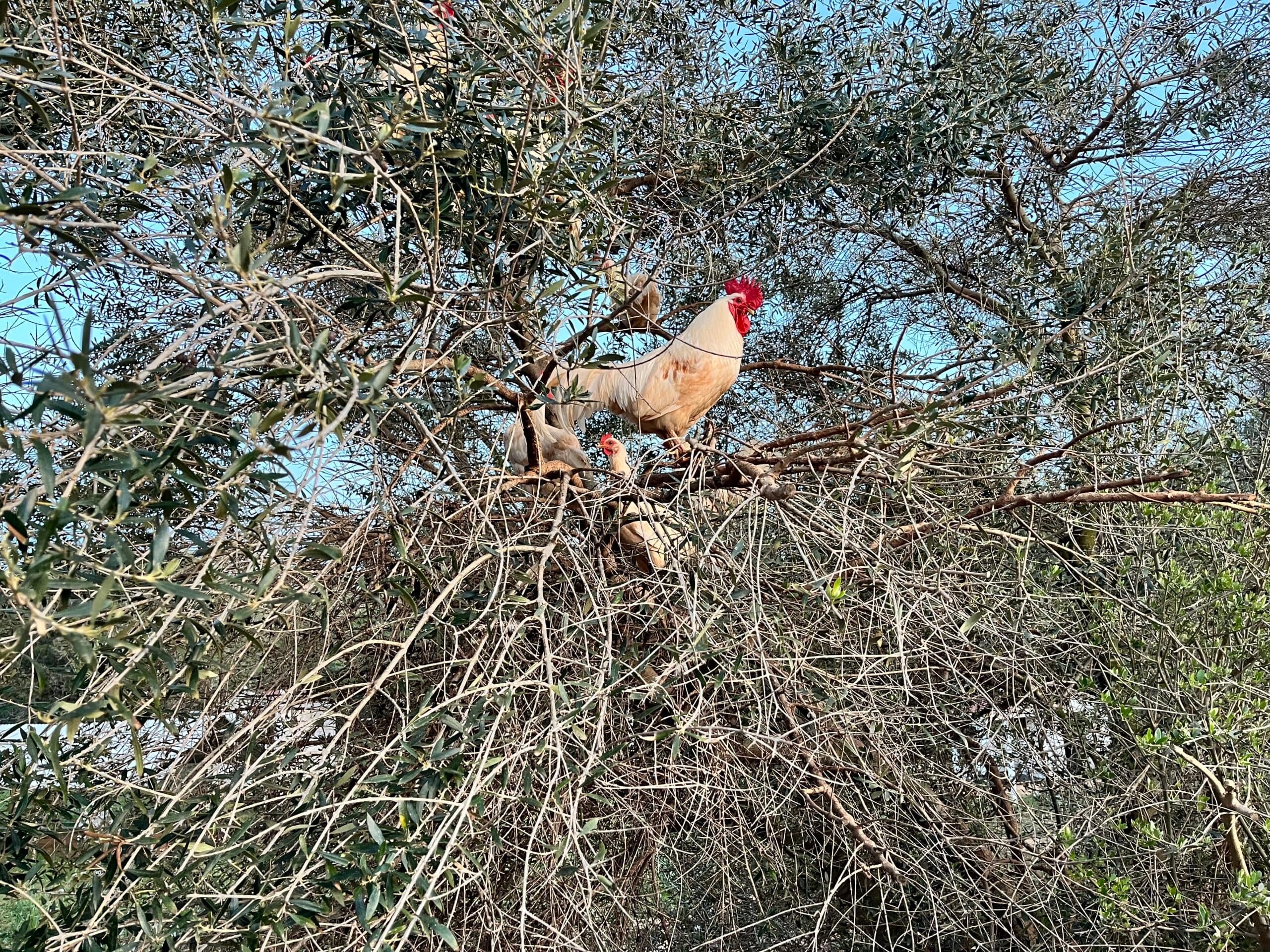 Huhn 10