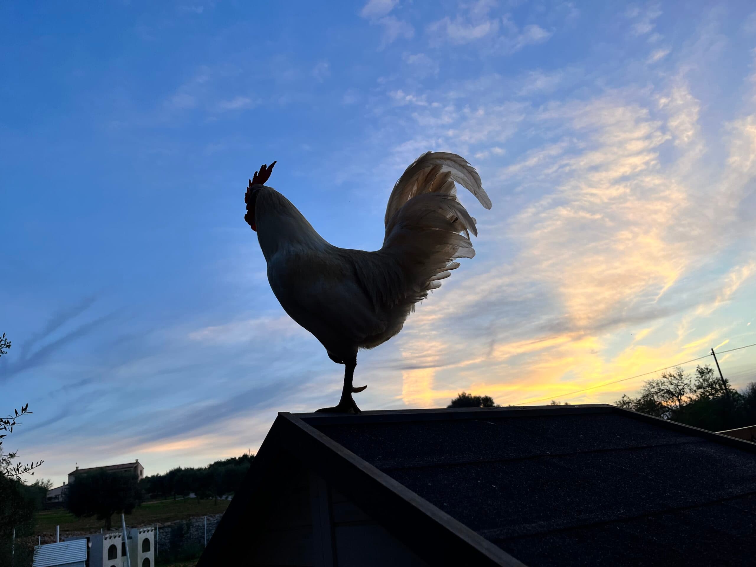 Huhn 11