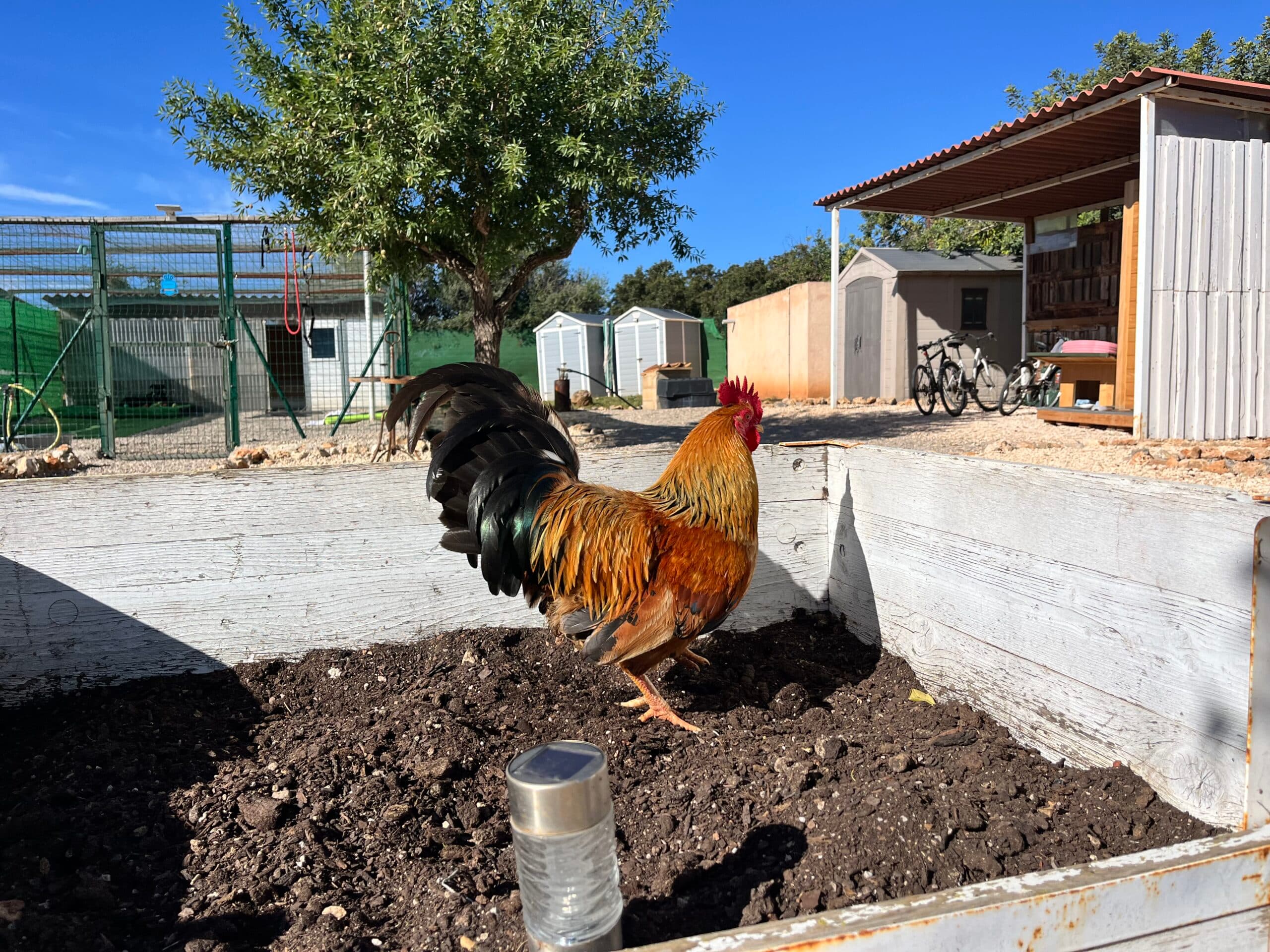 Huhn 1