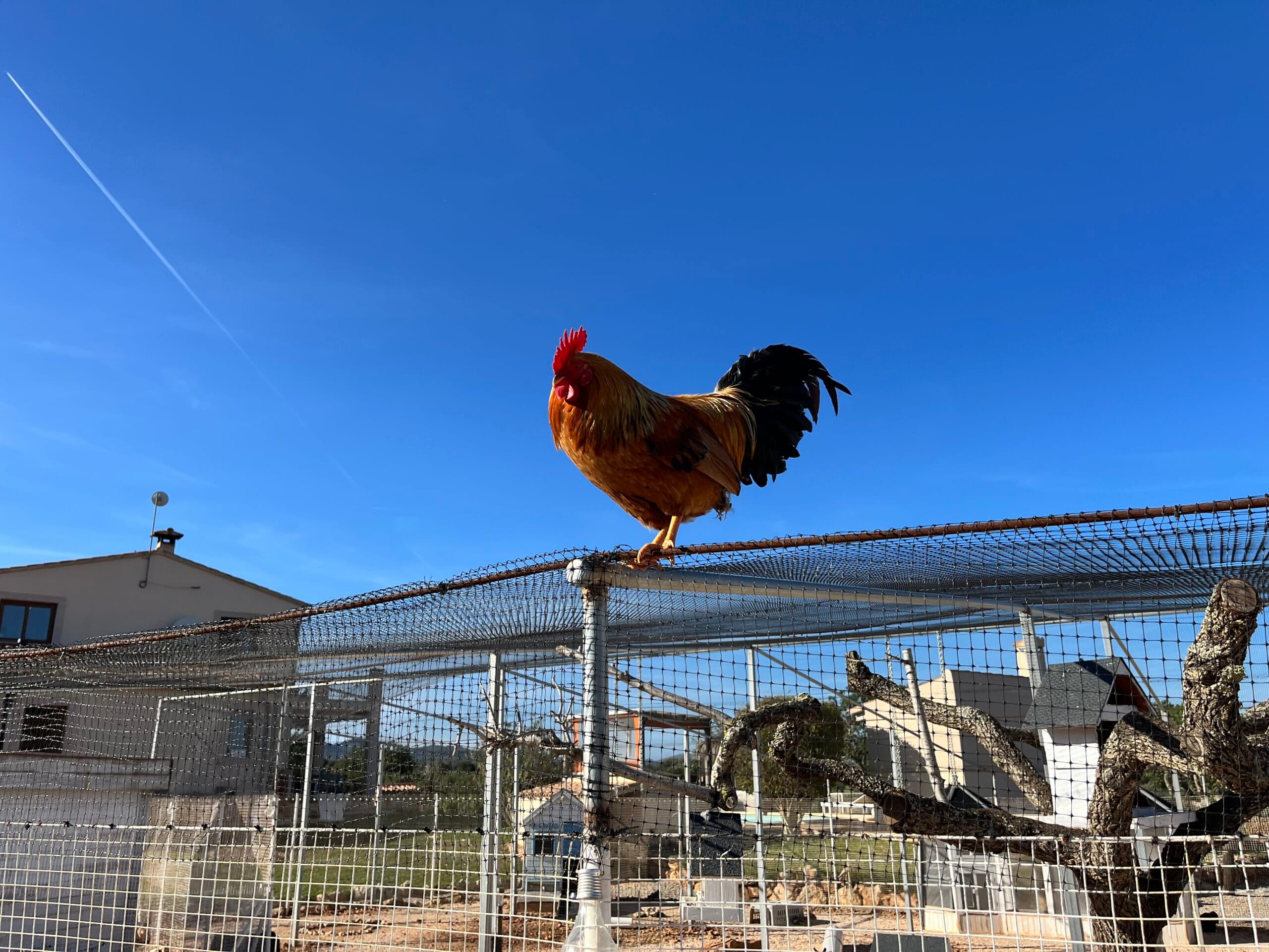 Huhn 2