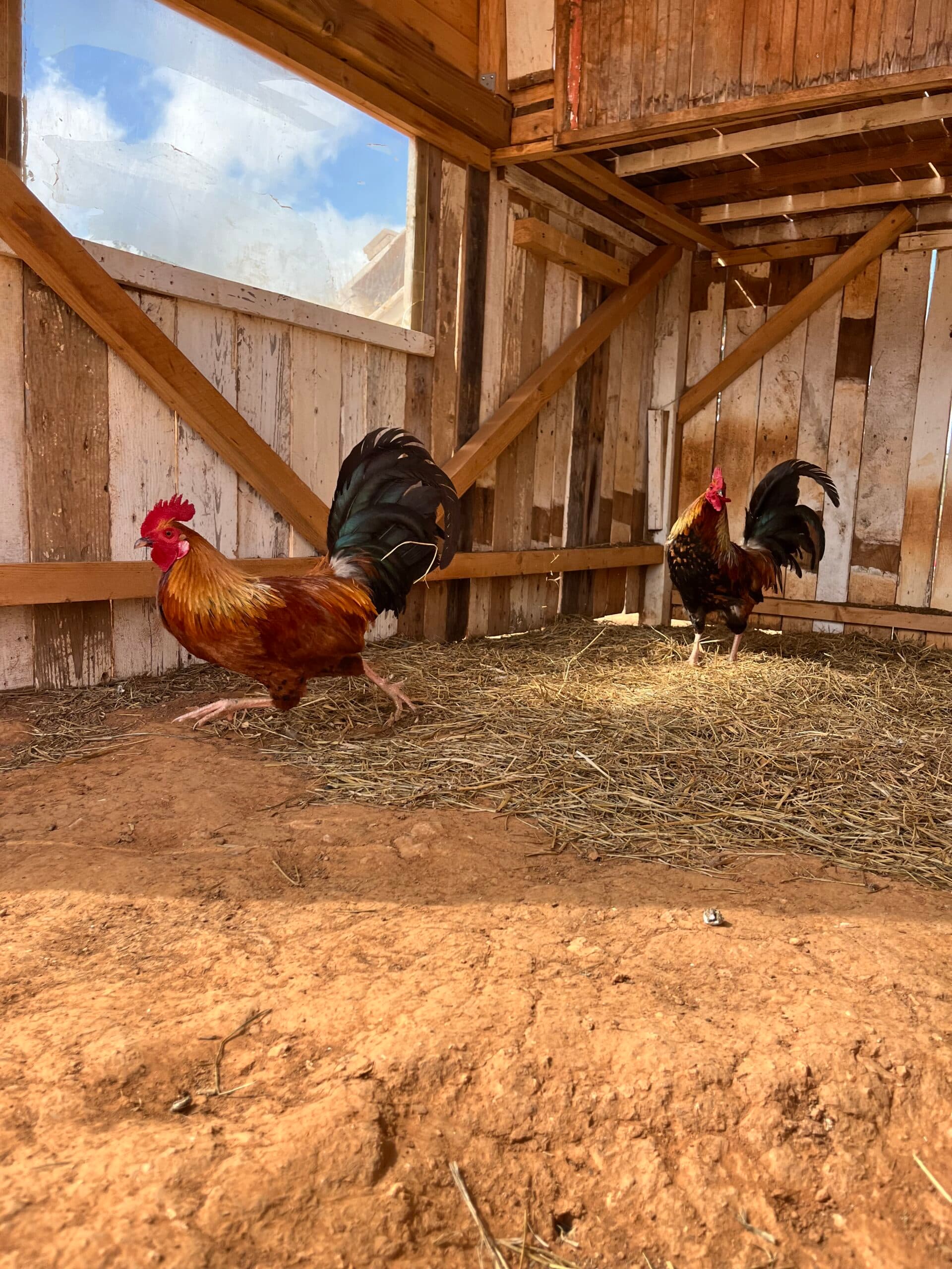 Huhn 3
