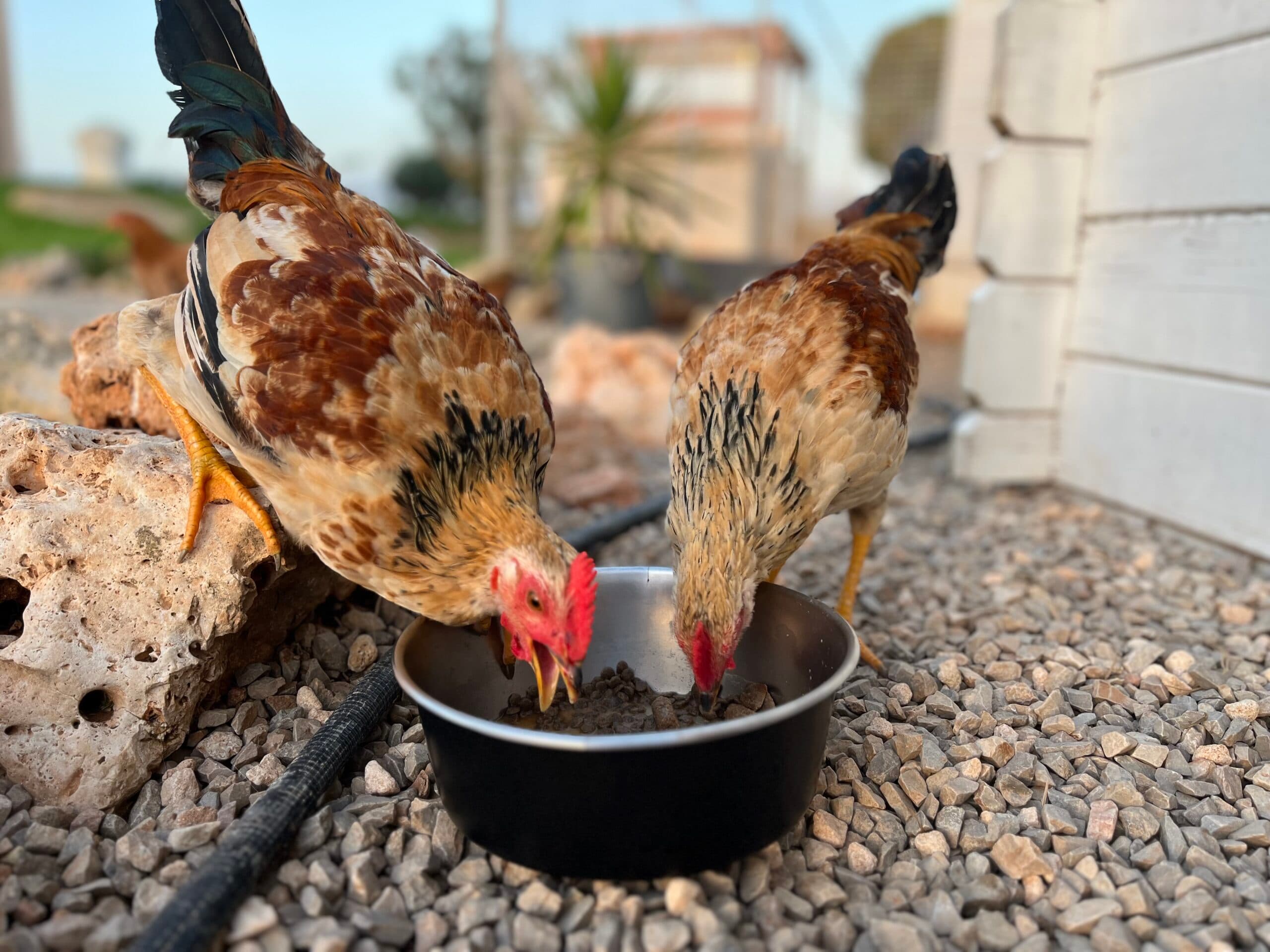 Huhn 4