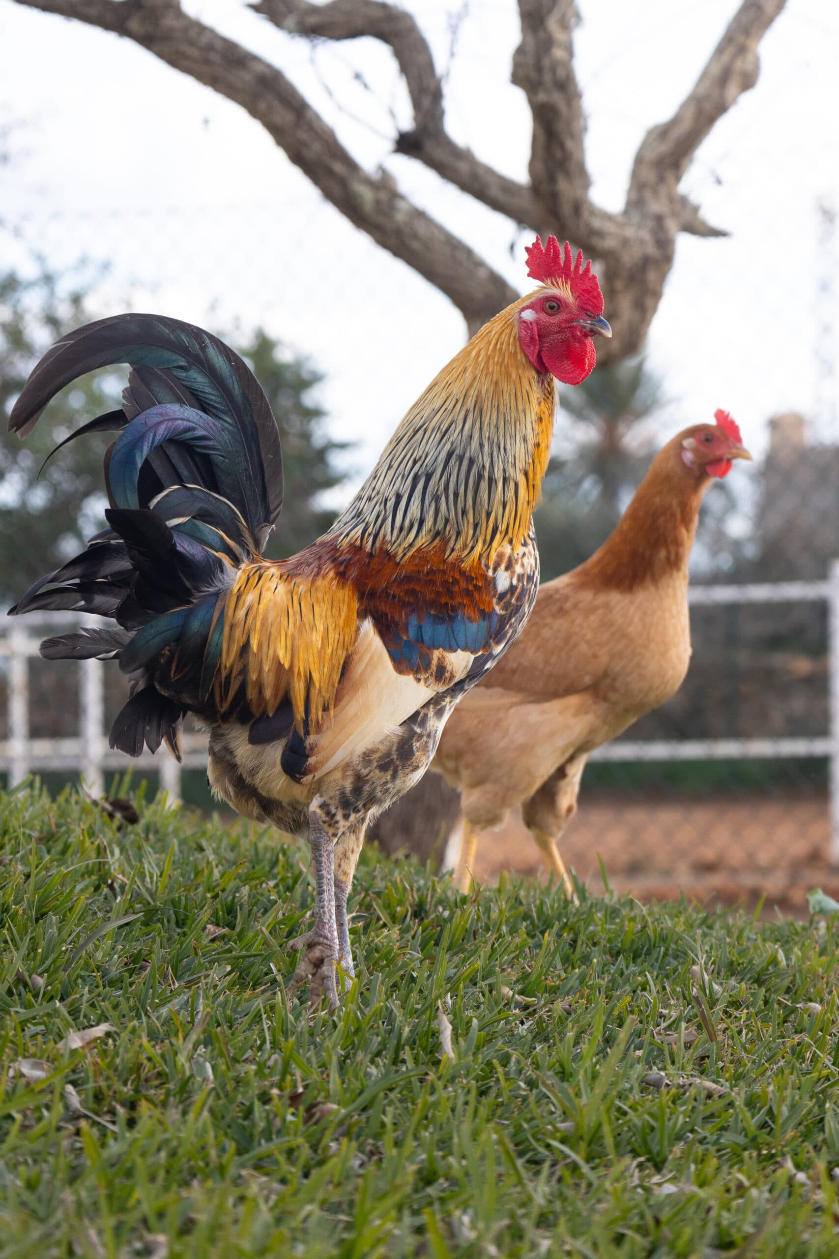 Huhn 5