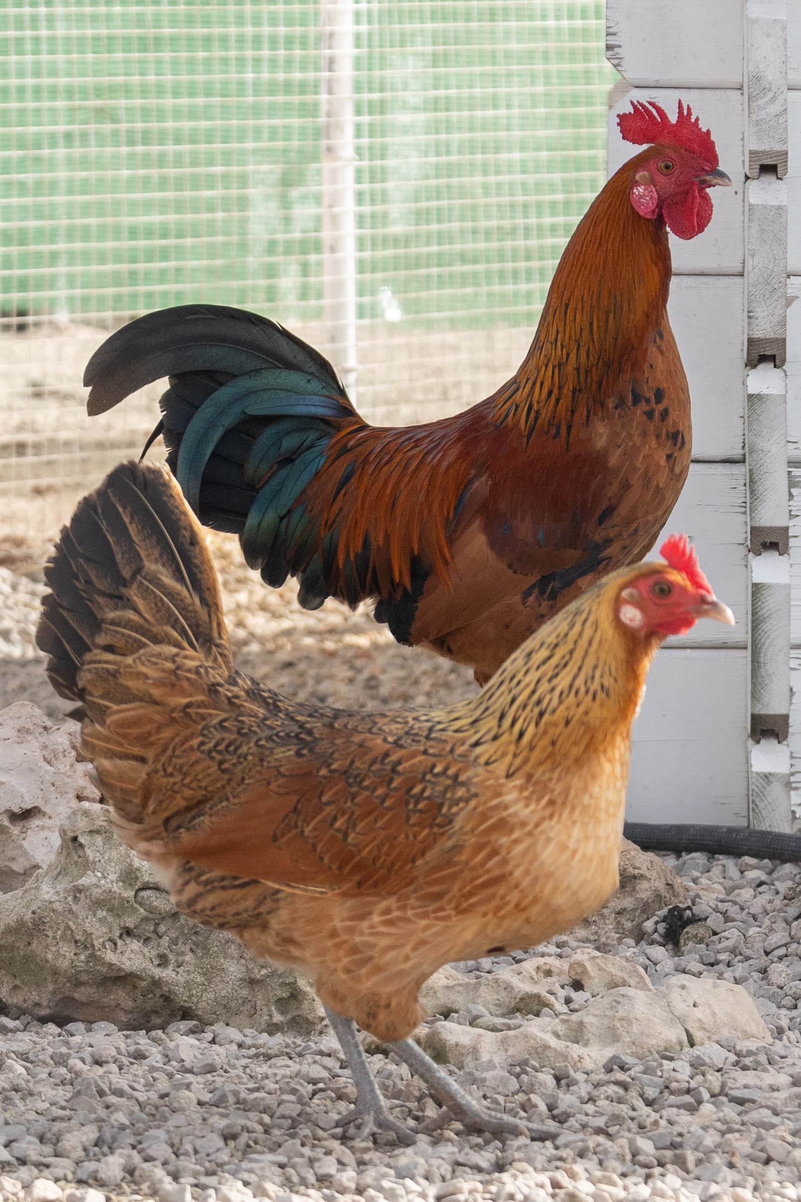 Huhn 6