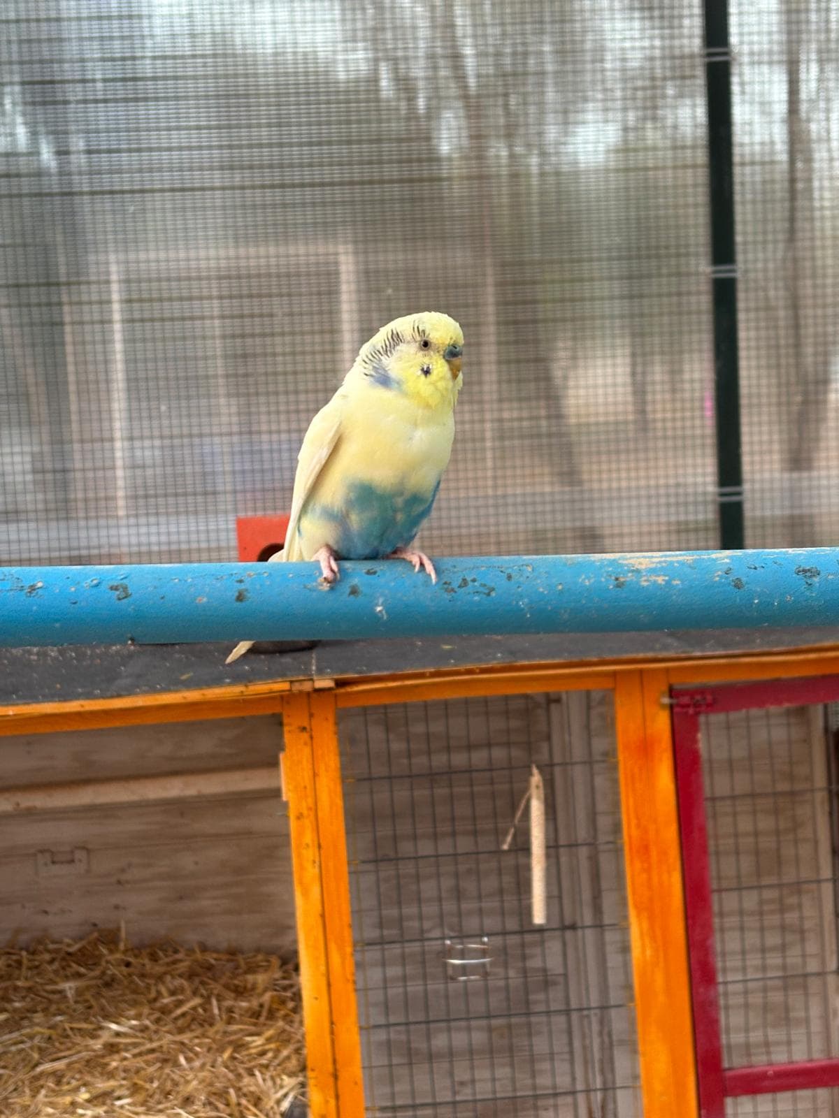 Moritz