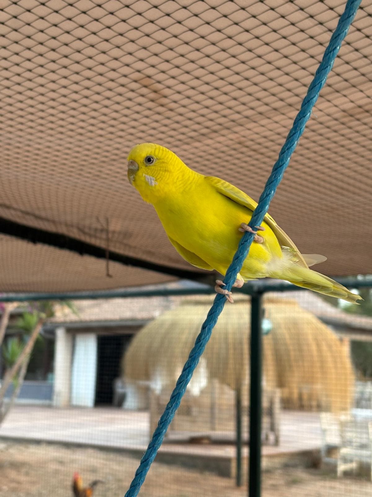 Sunny