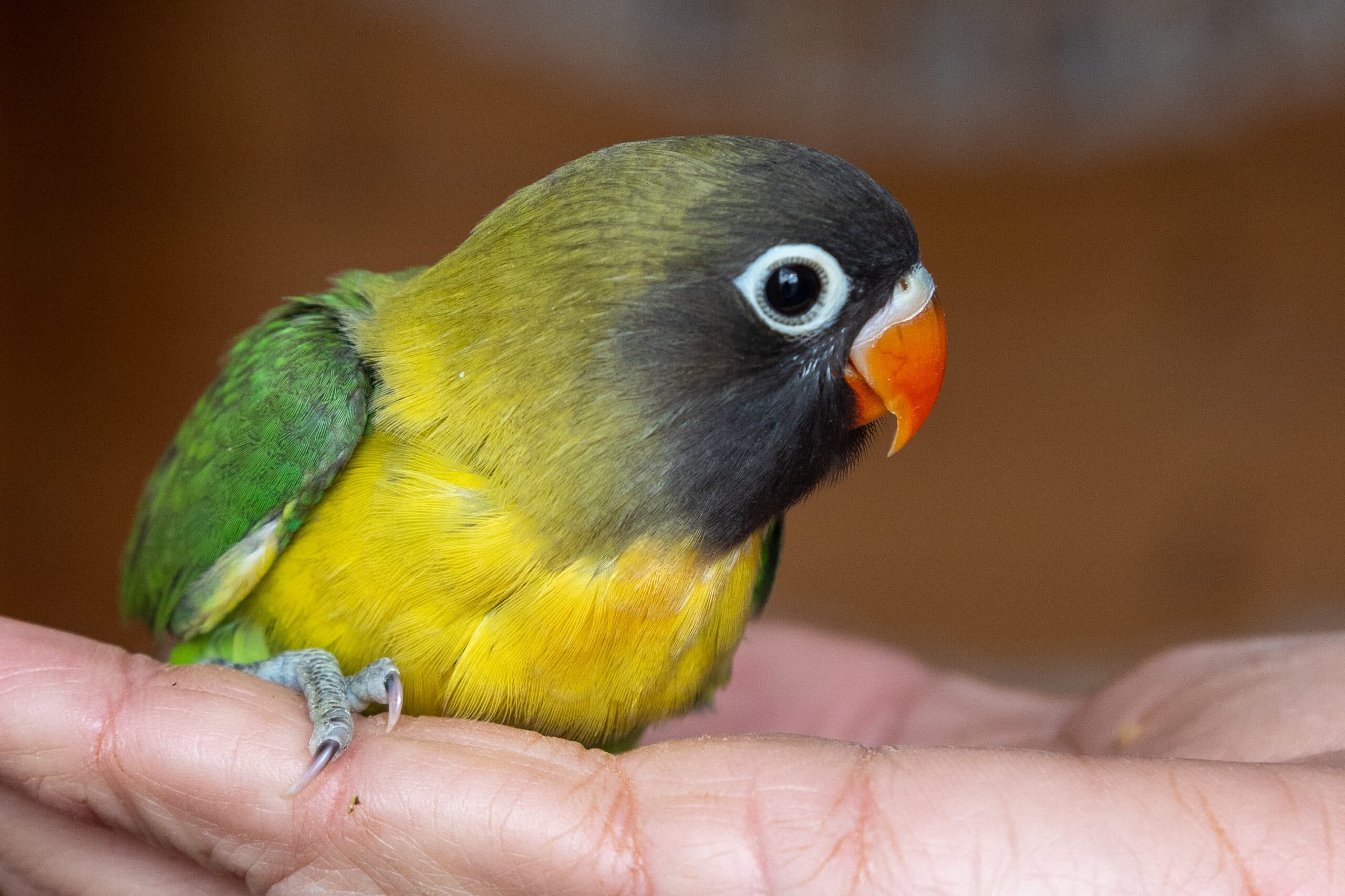 Willi