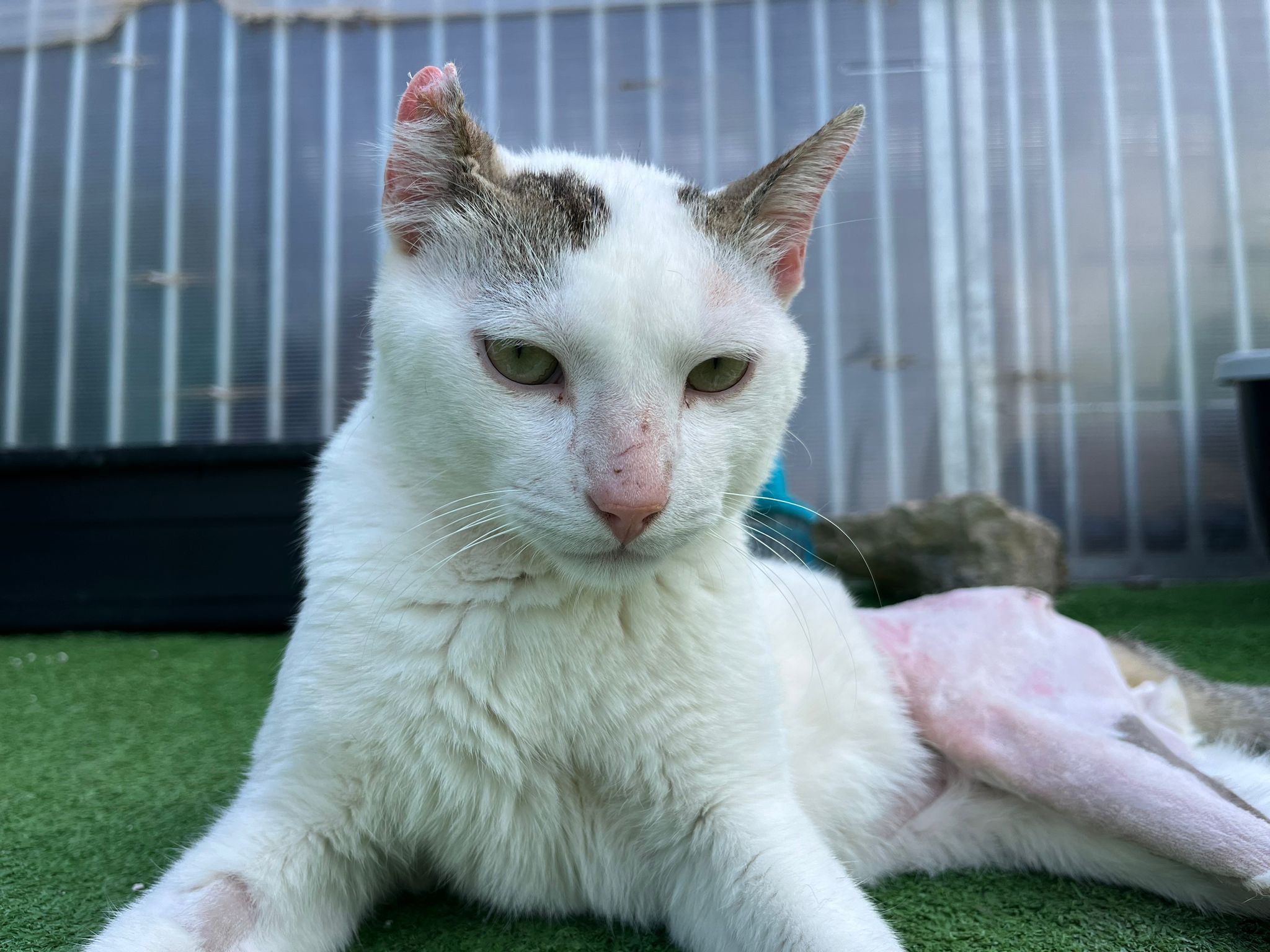 Sauvés à Finca Noah, les chats en convalescence jouent ensemble