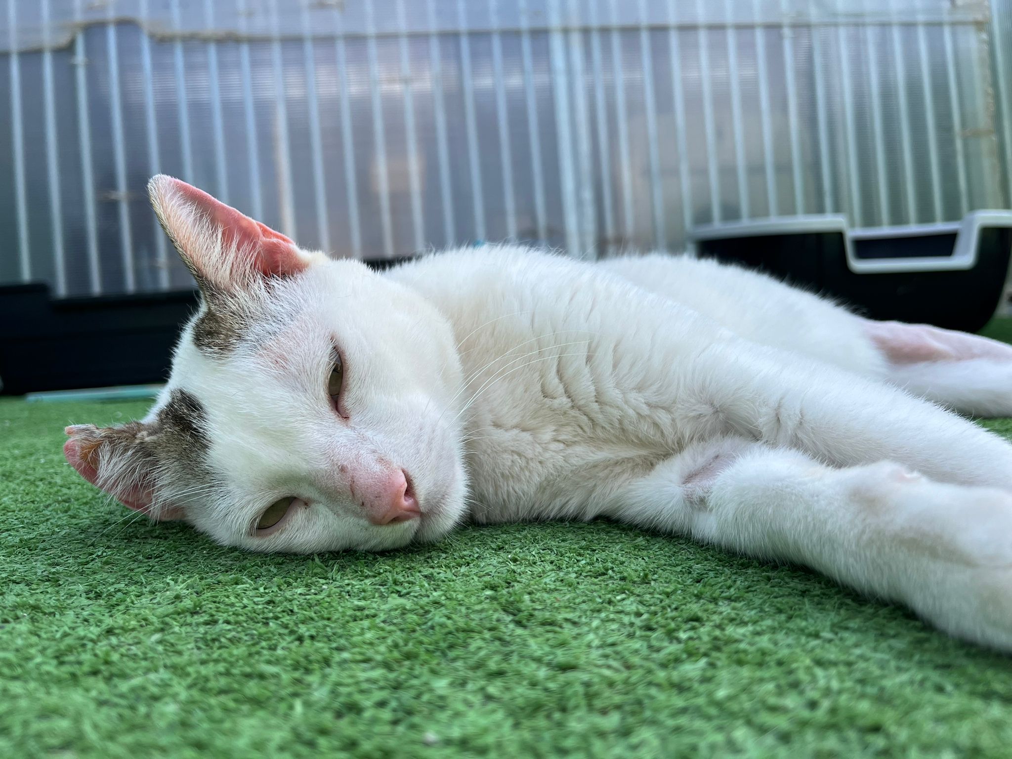 Deux chatons nés à Finca Noah explorent leur environnement