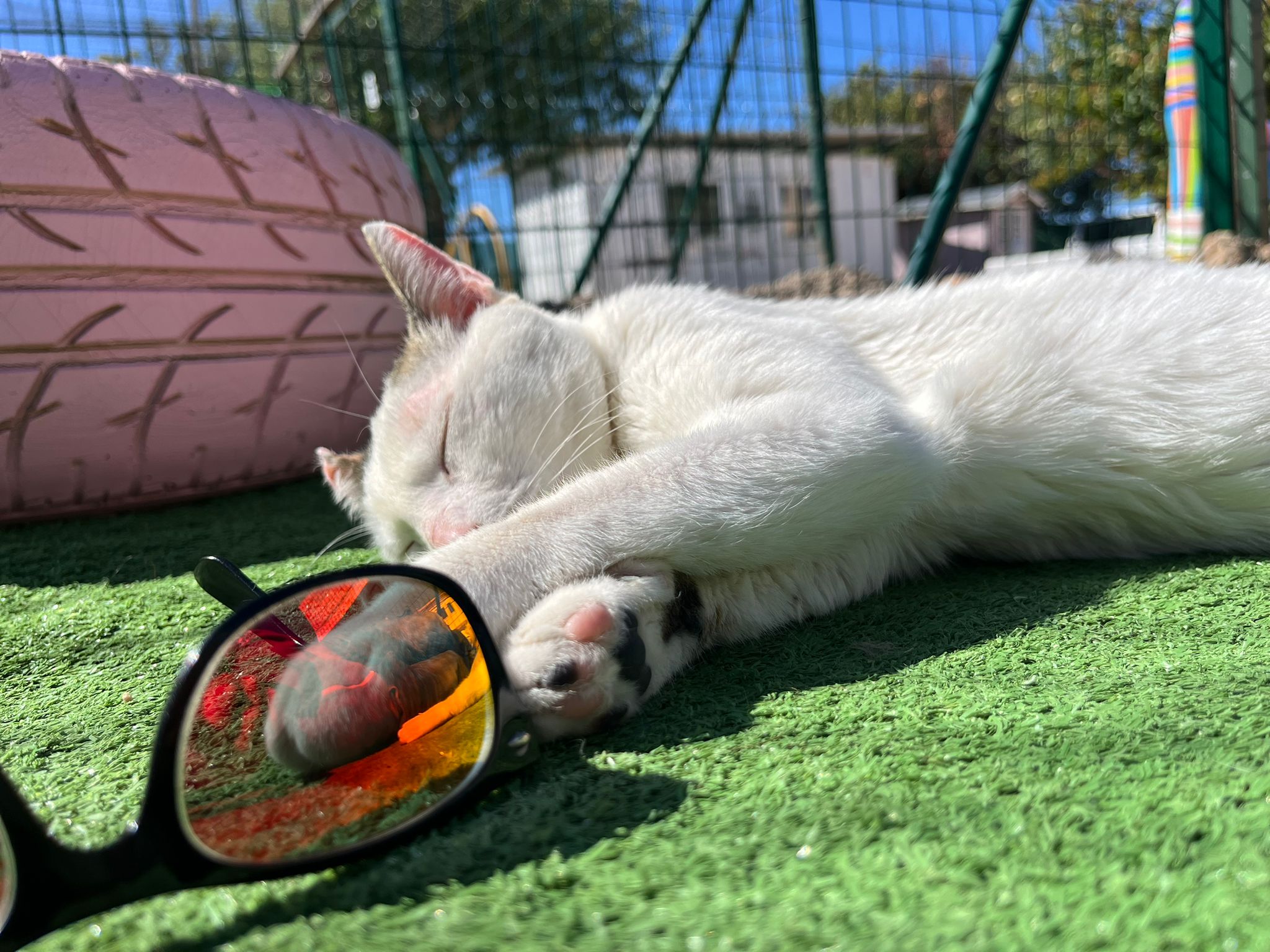 Une maman chat soigne ses chatons nouveau-nés
