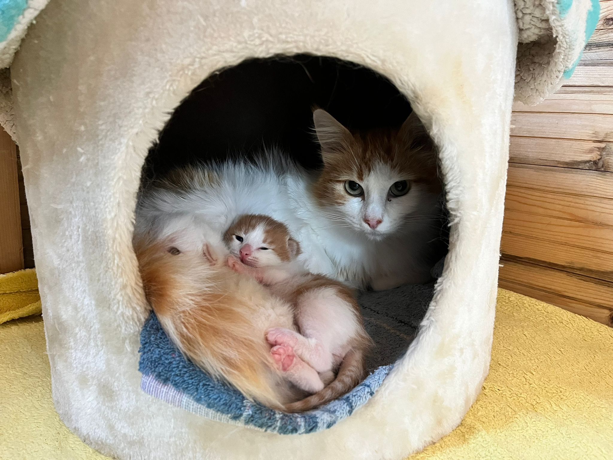 Deux chatons jouent ensemble à Finca Noah