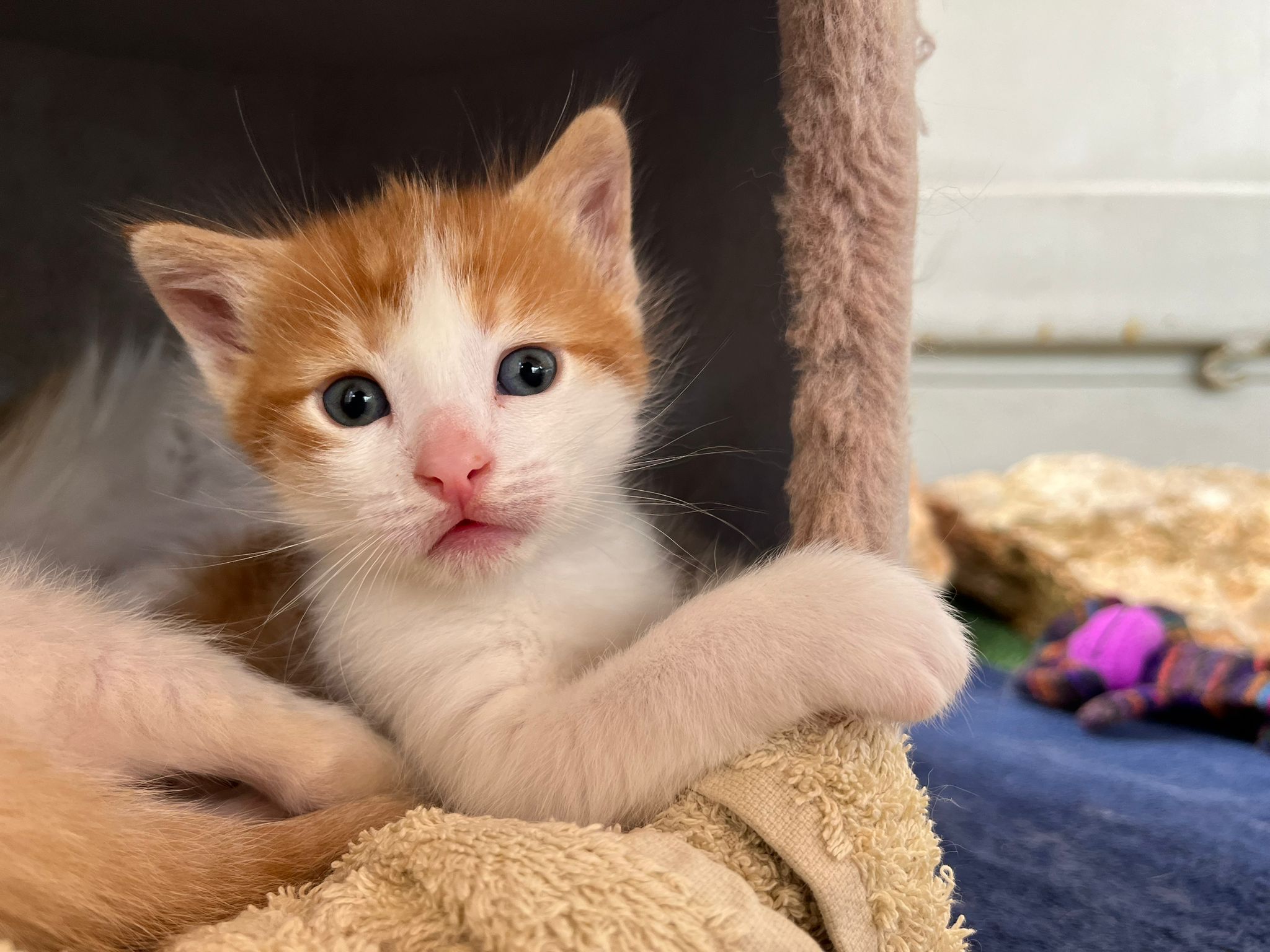 Une maman chat protège ses bébés