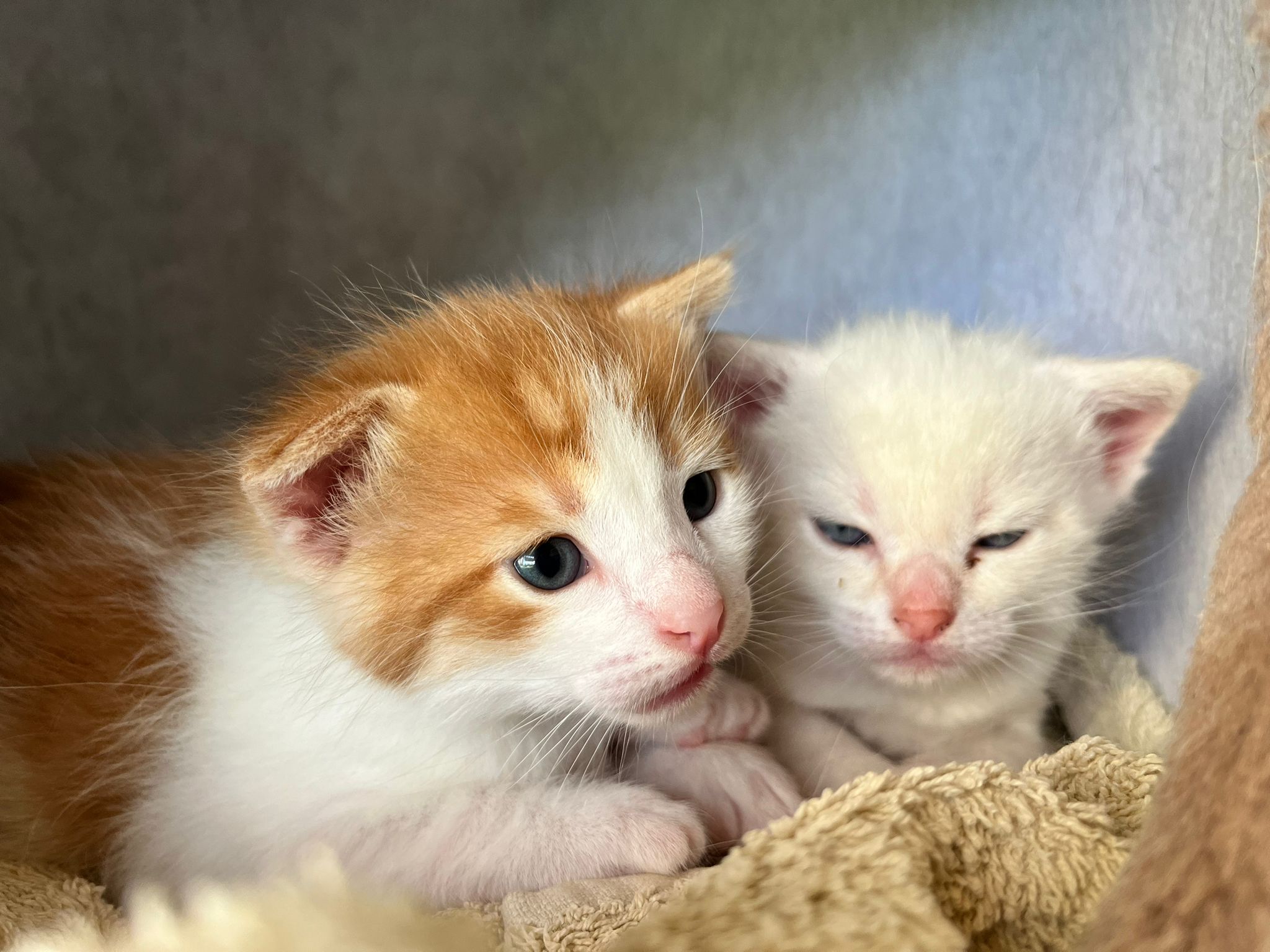 Un chaton explore son nouvel environnement