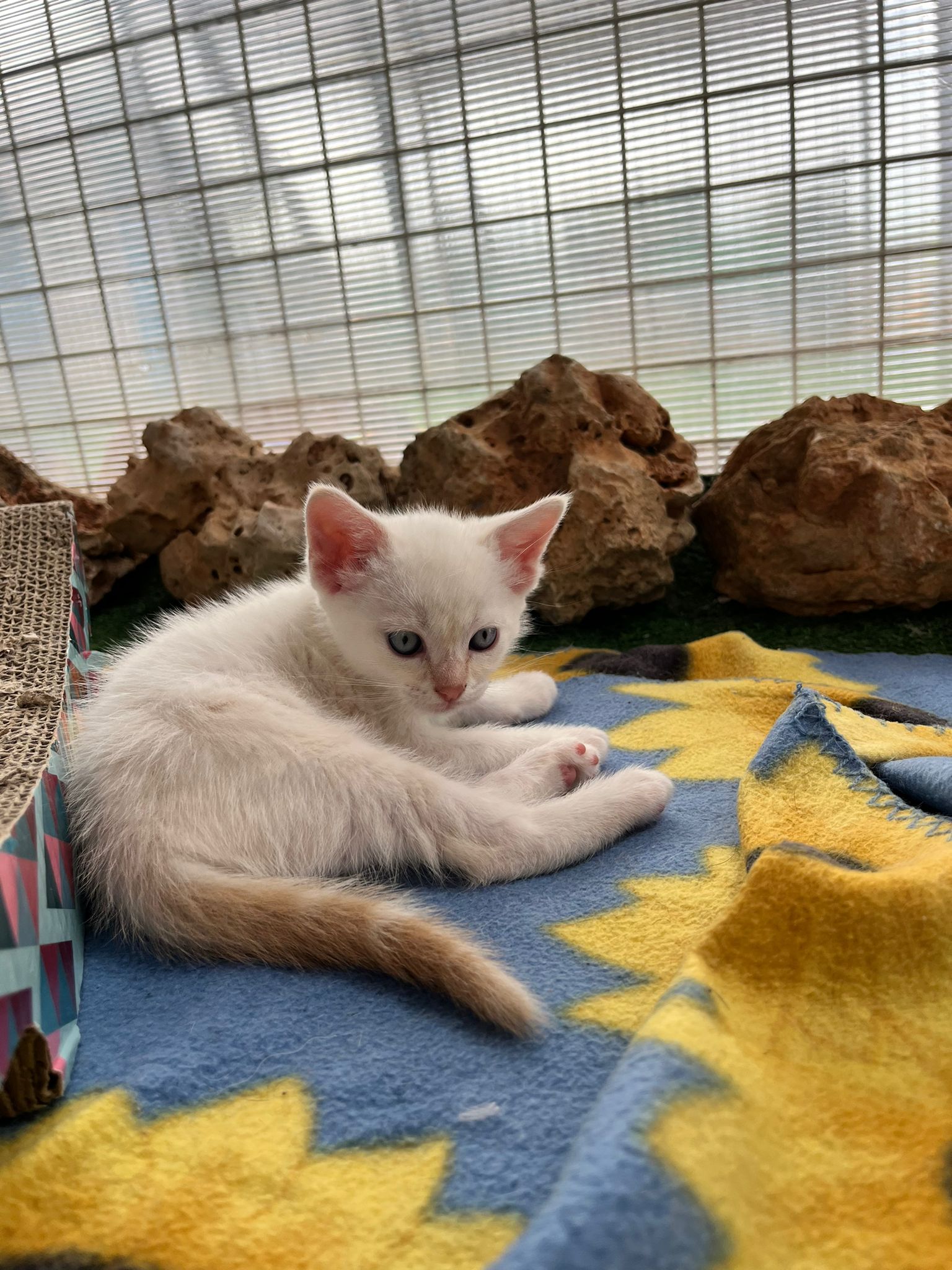 Maman chat surveille ses chatons pendant qu'ils jouent